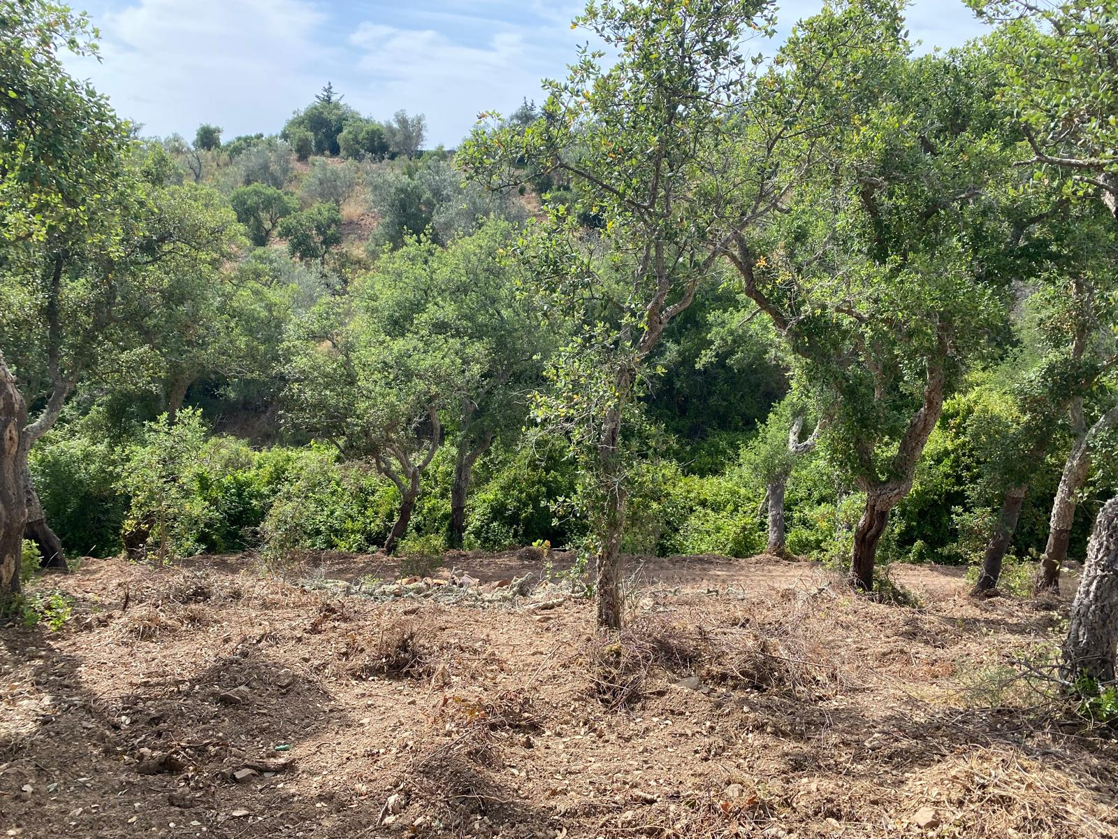 Plot with sea view in São Francisco da Serra