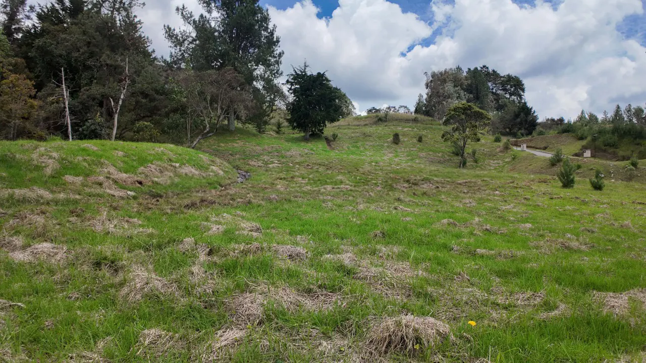 A grassy hillside with trees under a cloudy sky. The grass is green and brown.