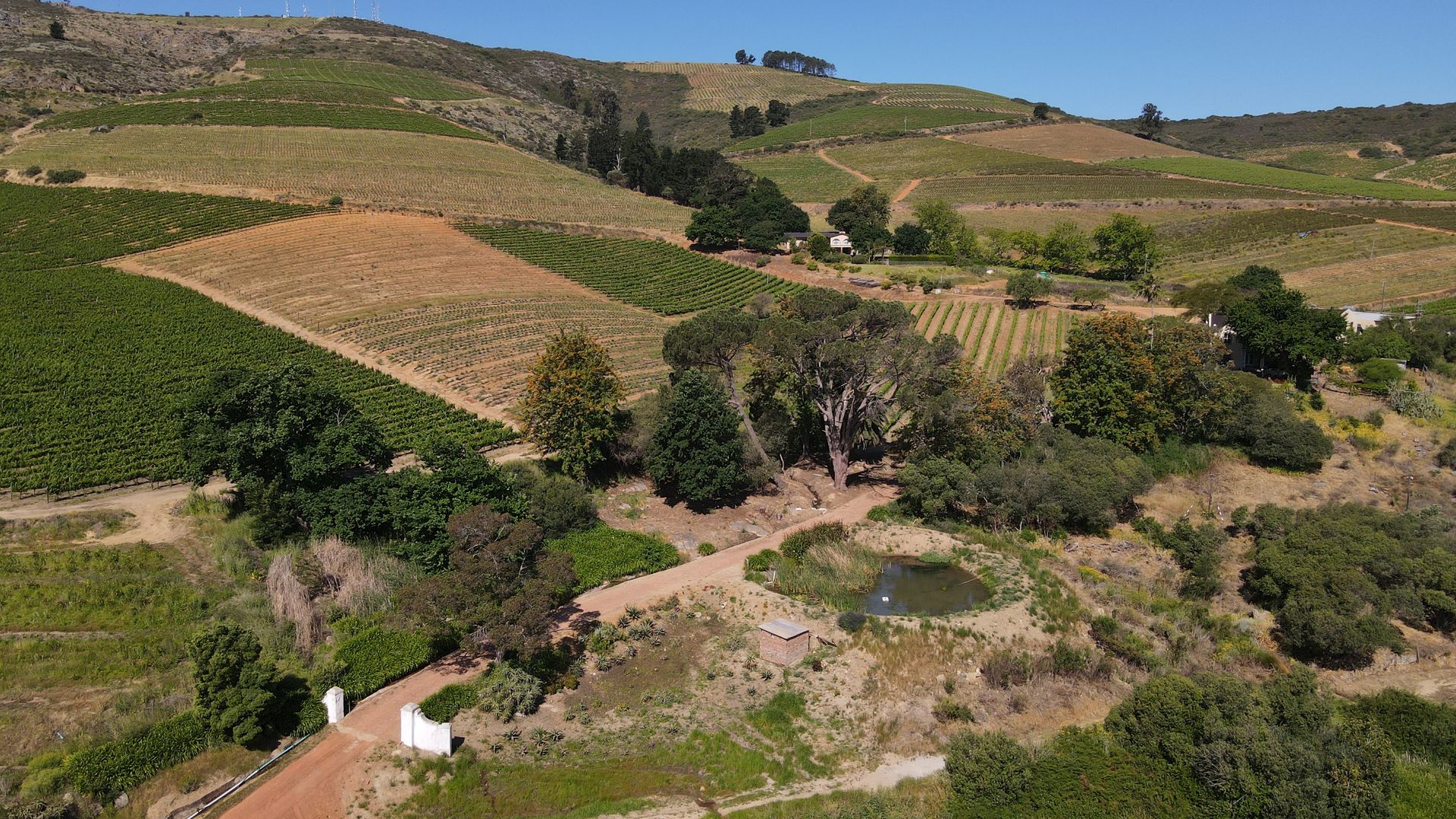 Winegrape and Protea farm
