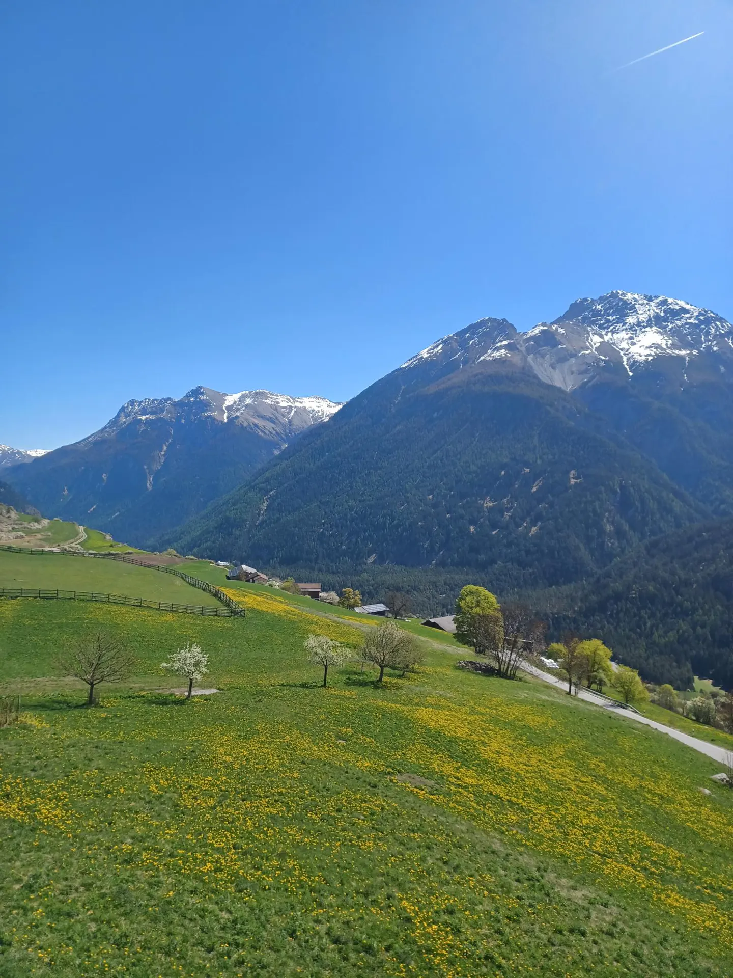 Scenic view of a green field with yellow flowers, trees, and snow-capped mountains under a clear blue sky.