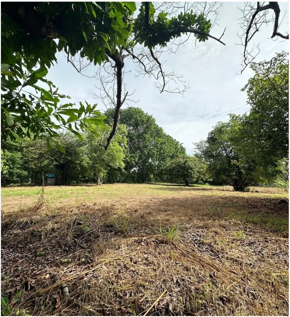 A vacant lot with dry grass and trees in the background, framed by tree branches and leaves.
