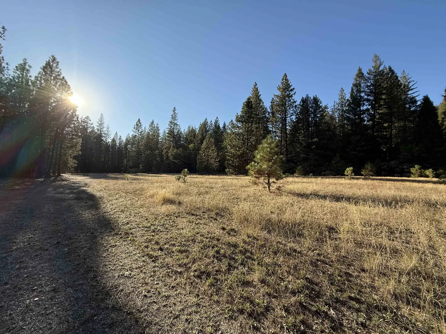 A sunlit, golden meadow bordered by a dense forest of tall pine trees under a clear blue sky.