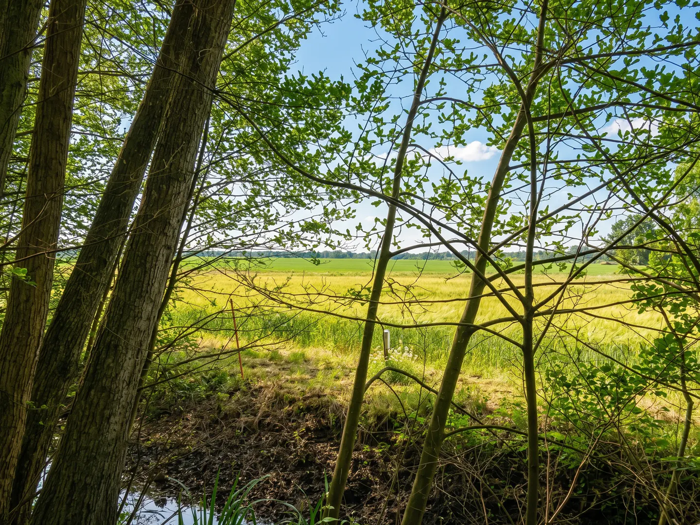 View of a golden field through trees with green leaves under a blue sky.