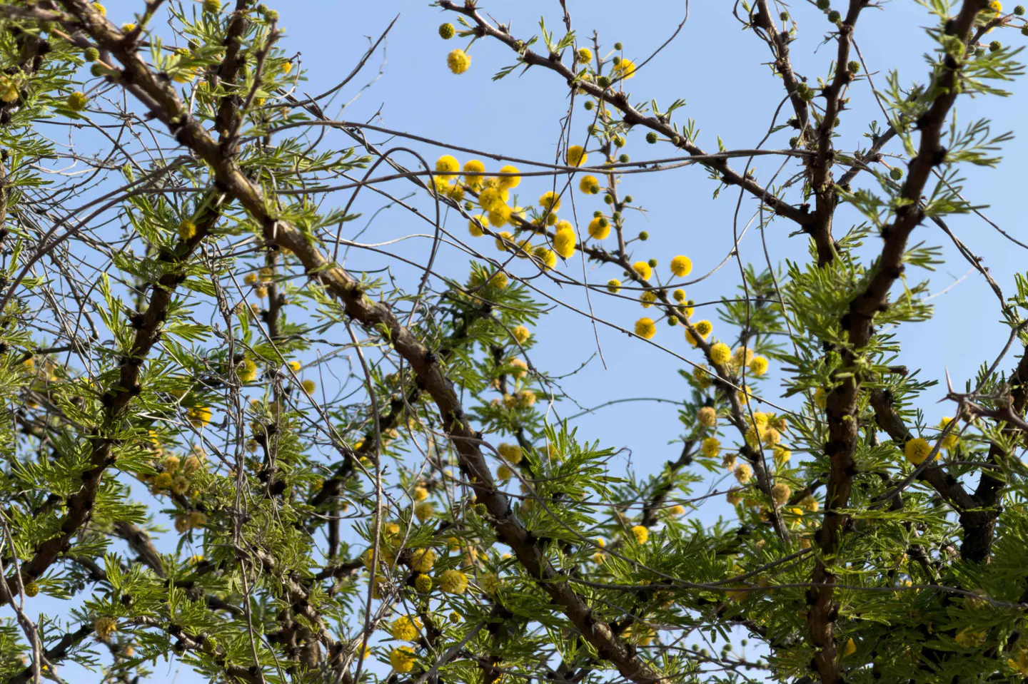 Close-up of a mimosa tree with yellow flowers and green leaves against a clear blue sky.