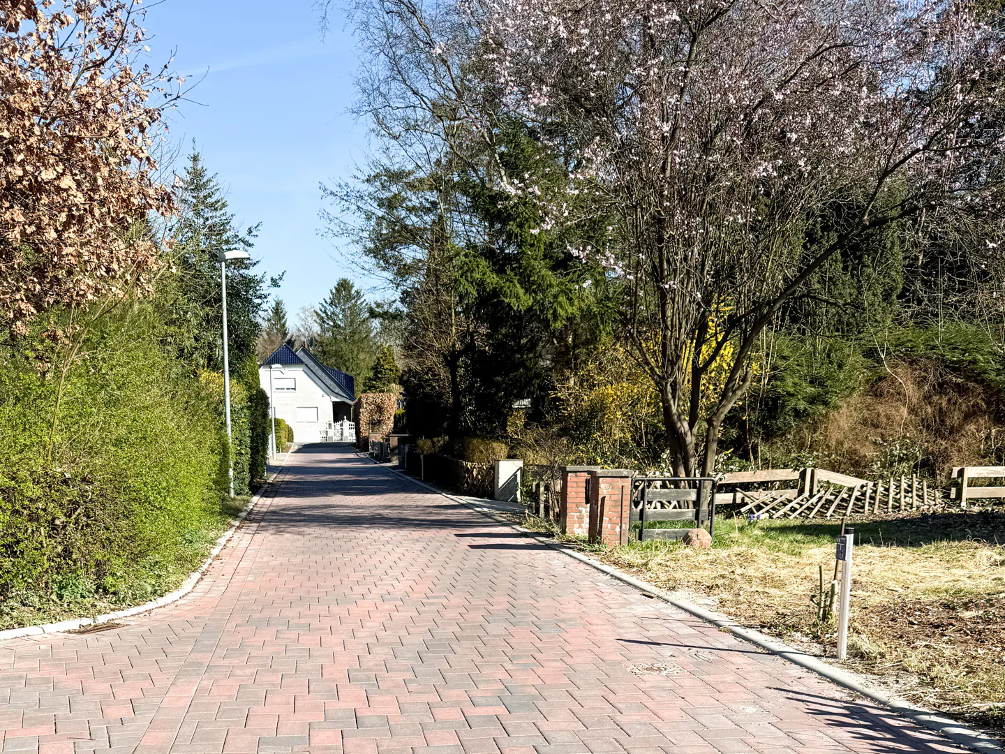 Brick road leads to a white house, lined with green bushes and trees. A flowering tree is on the right.