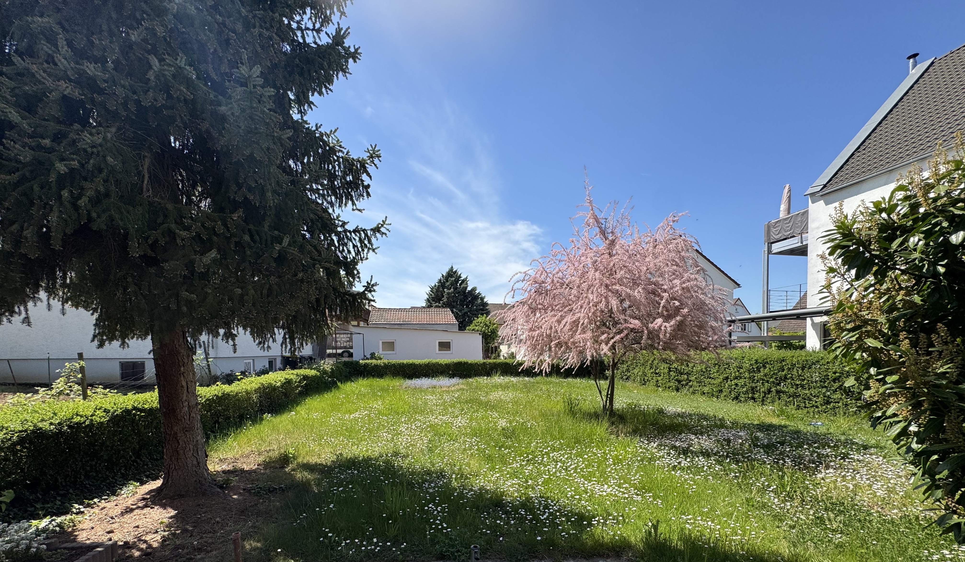 Lush green lawn with daisies, framed by trees and hedges. A pink flowering tree stands out against the blue sky and white buildings.