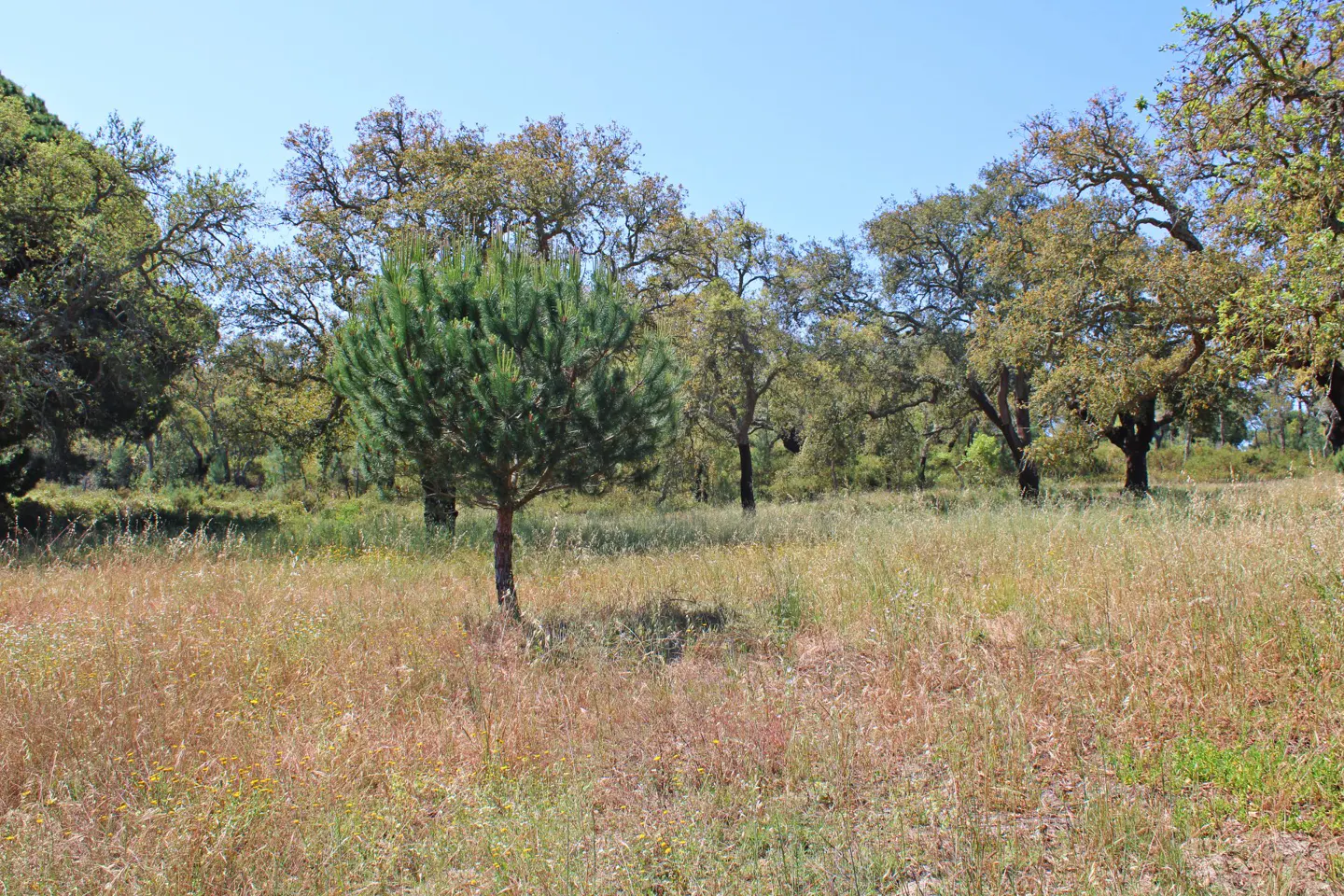 A field of tall, dry grass with scattered trees under a clear blue sky.