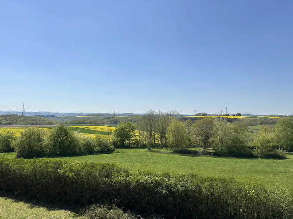 A landscape view of green fields and yellow canola fields under a clear blue sky. Power lines are visible in the distance.
