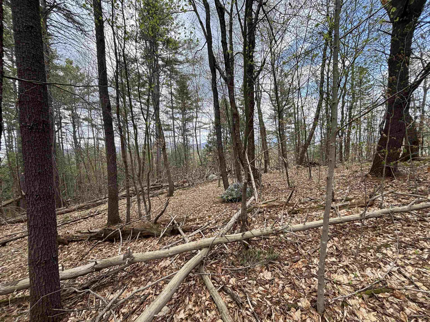 Wooded lot with tall trees, fallen branches, and brown leaves covering the ground. Distant hills are visible through the trees.