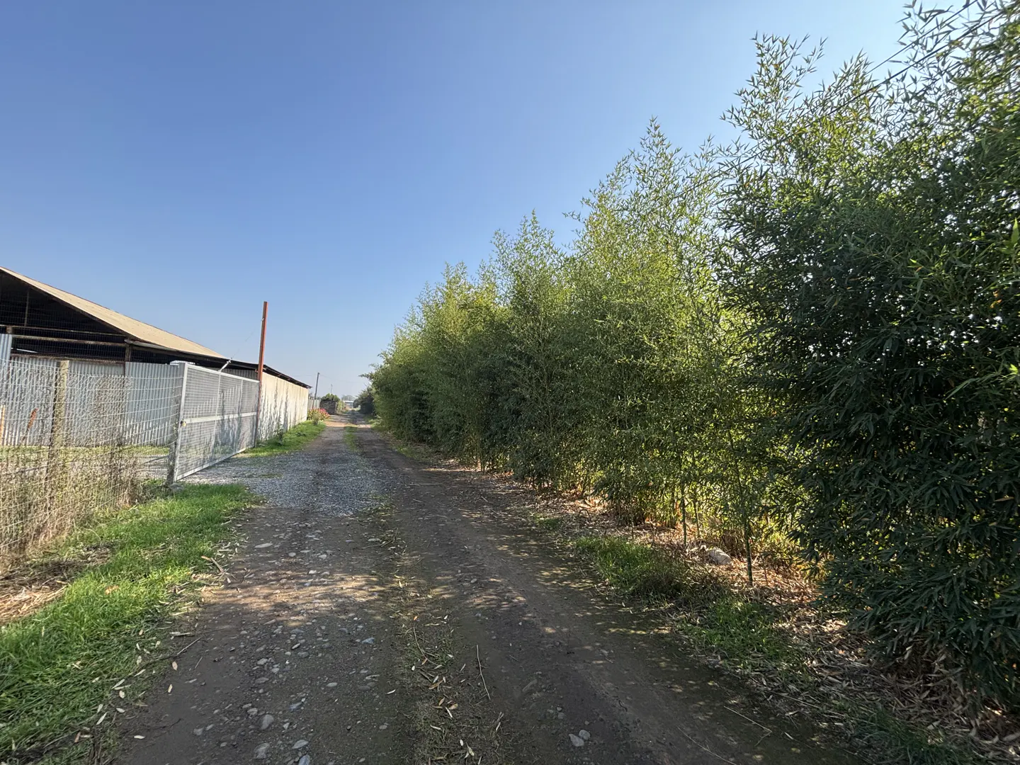 A dirt path runs alongside a tall bamboo hedge, with a metal fence and a shed structure on the left under a clear blue sky.