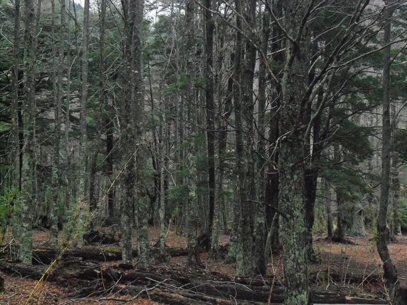 Dense forest with tall, thin trees, some with green foliage, and fallen logs on the ground. The scene is mostly gray and brown.