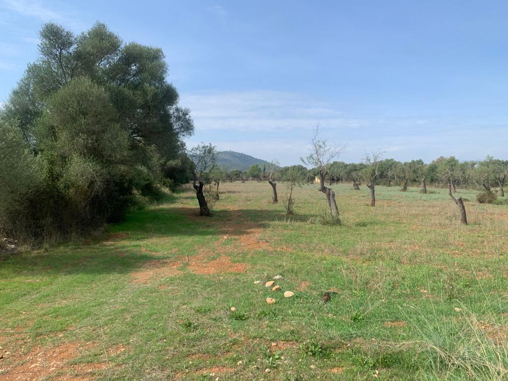 Plot with building license in Búger