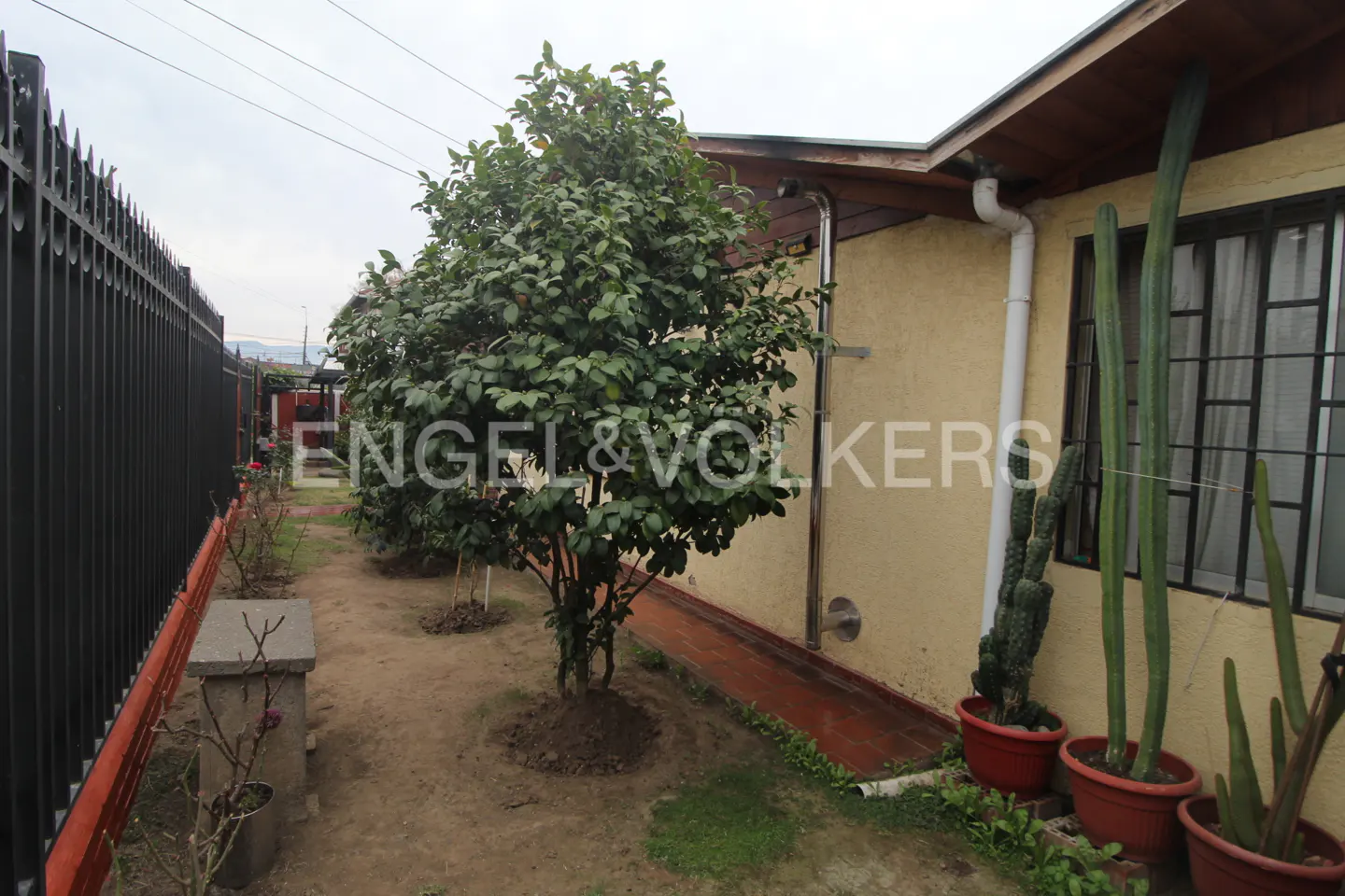 Side yard with a dirt path, a large green tree, potted cacti, and a beige house wall with a black metal fence.
