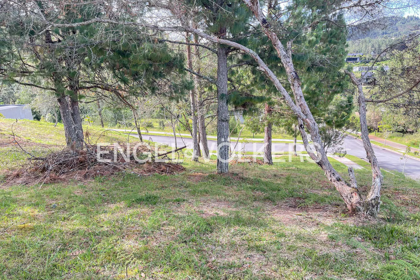 A grassy lot with pine trees and a view of a road and houses in the distance.