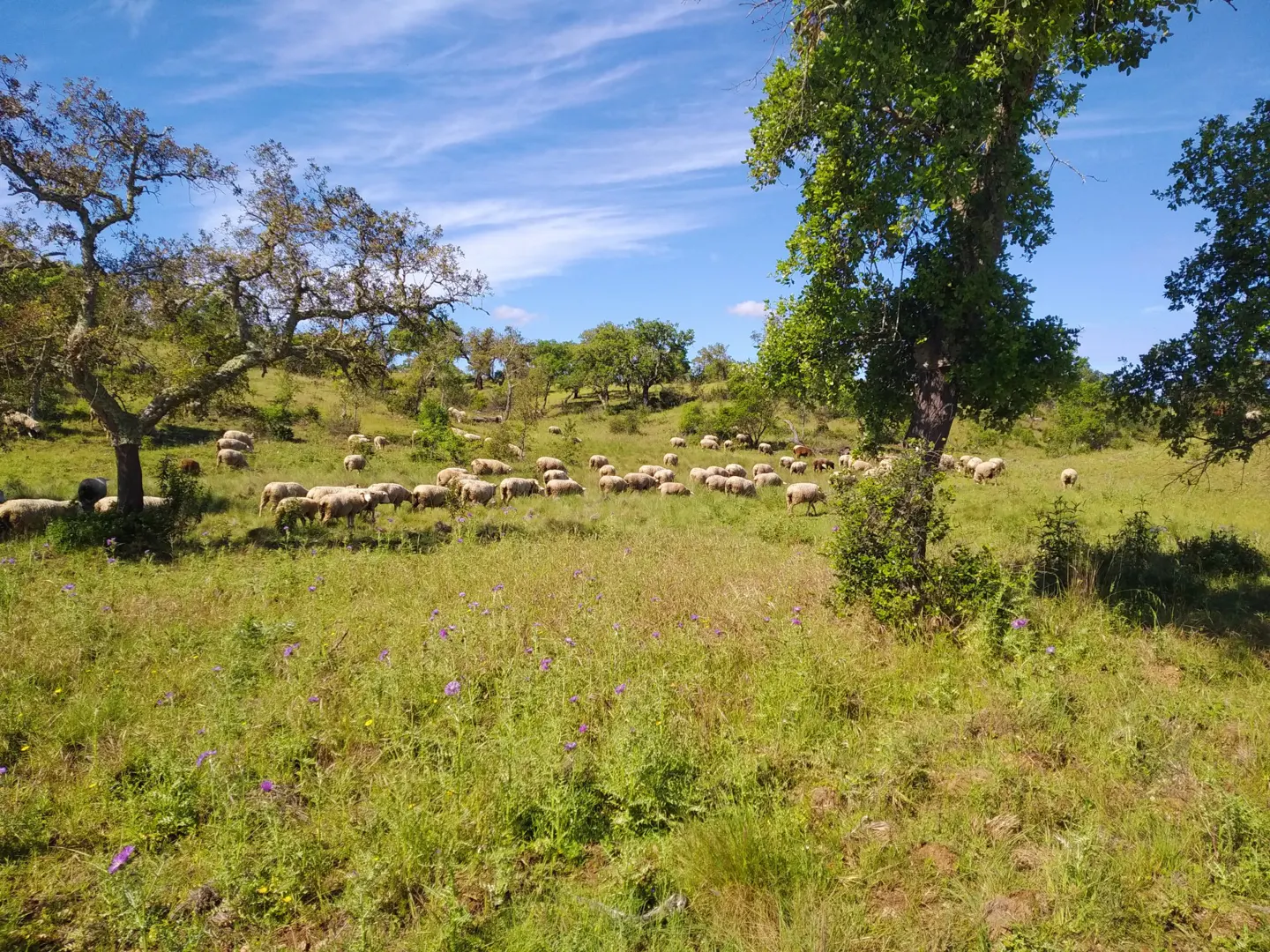 A flock of sheep grazes in a green field with scattered trees under a blue sky with wispy clouds.