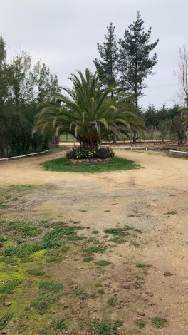 A large palm tree sits in the center of a circular driveway, surrounded by flowers and greenery. Tall trees are in the background. [AI-generated text]