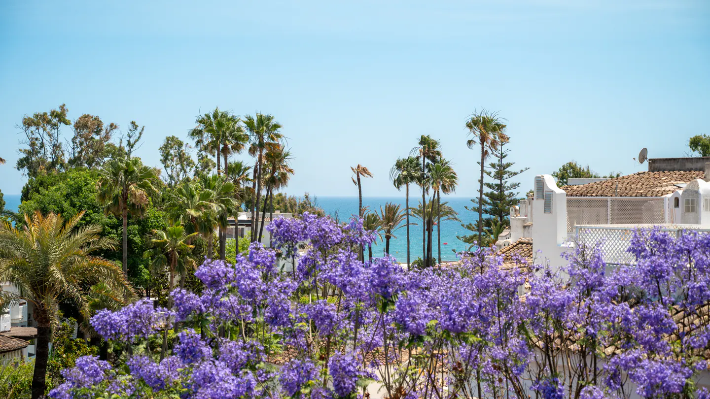 Vibrant purple jacaranda flowers in the foreground with palm trees, white buildings, and a blue ocean view in the background.