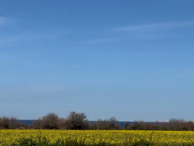 A sunny landscape with a yellow field, trees, blue sea, and a ship on the horizon.