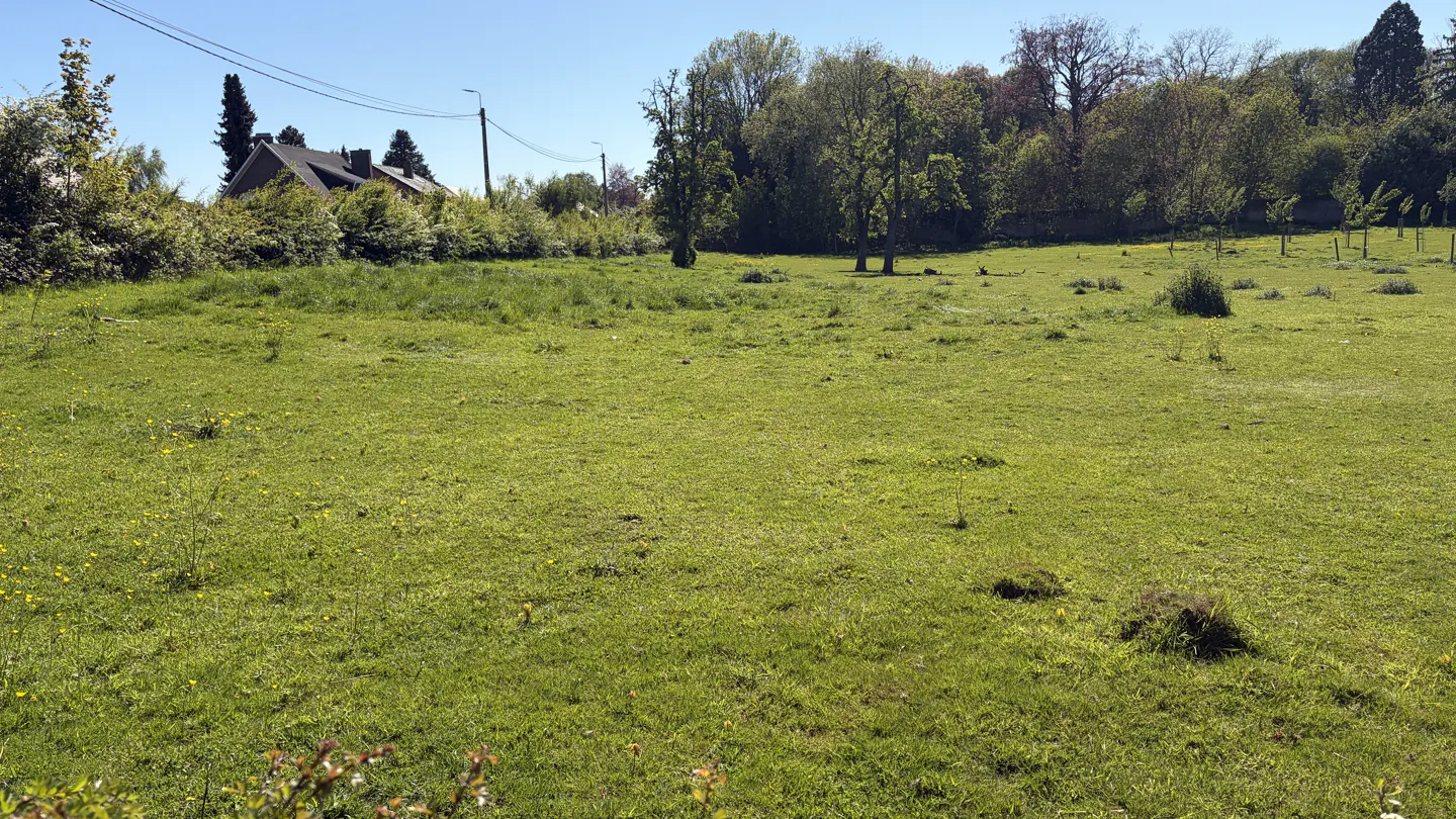 A large, green, grassy field with trees in the background on a sunny day.